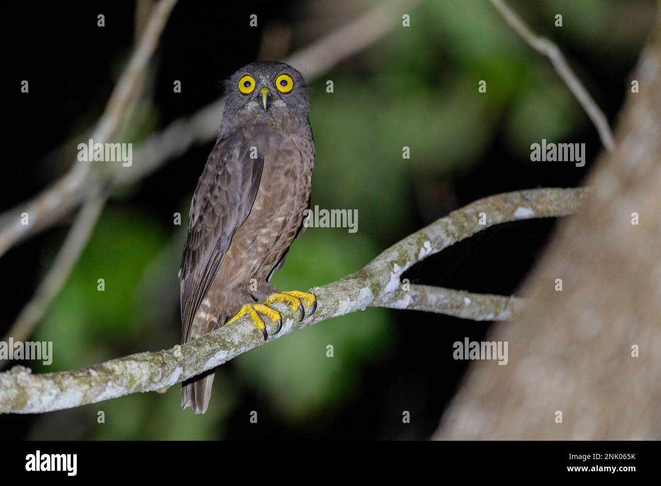 Andamaninseln, Indien, Hume's Hawk Owl, Ninox Obscura Stockfoto
