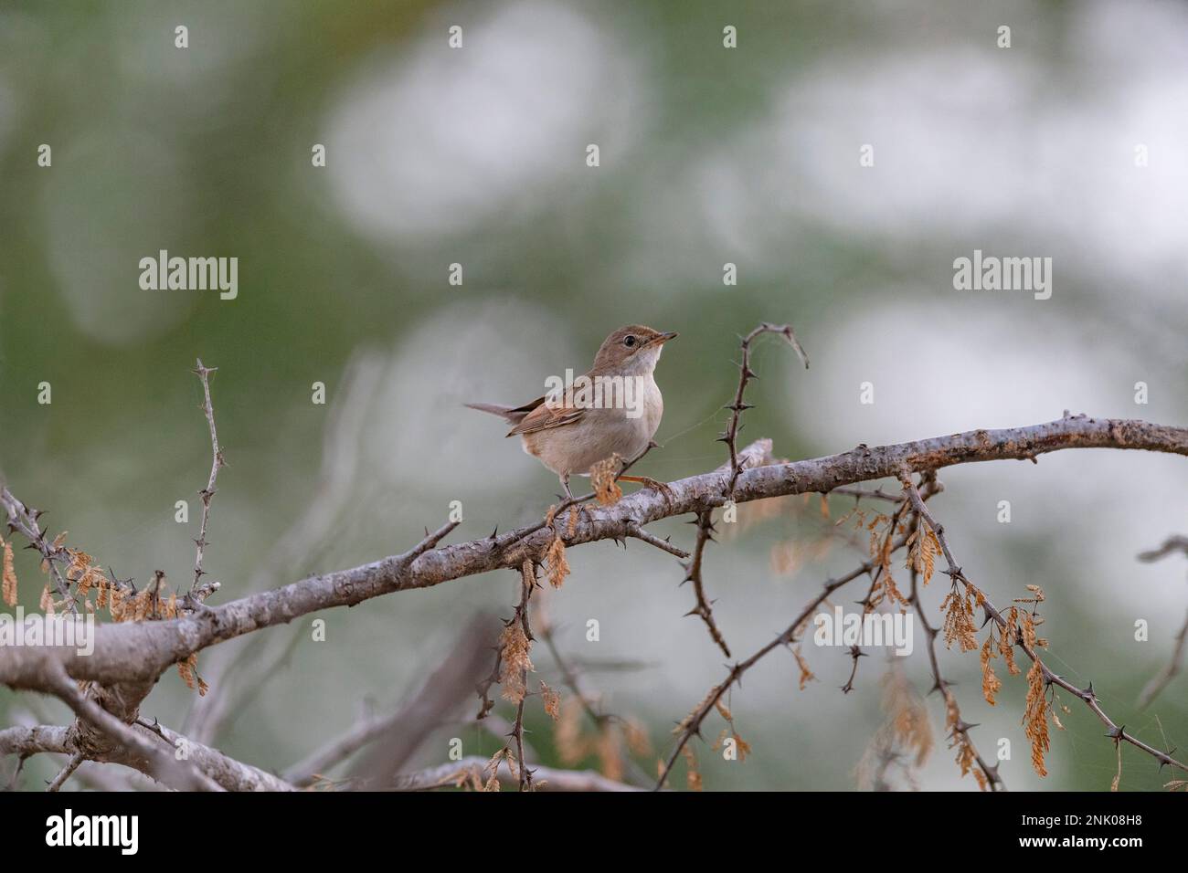 Großer Rann von Kutch, Gujarat, Indien, gemeiner Weißer Hals, Sylvia communis Stockfoto