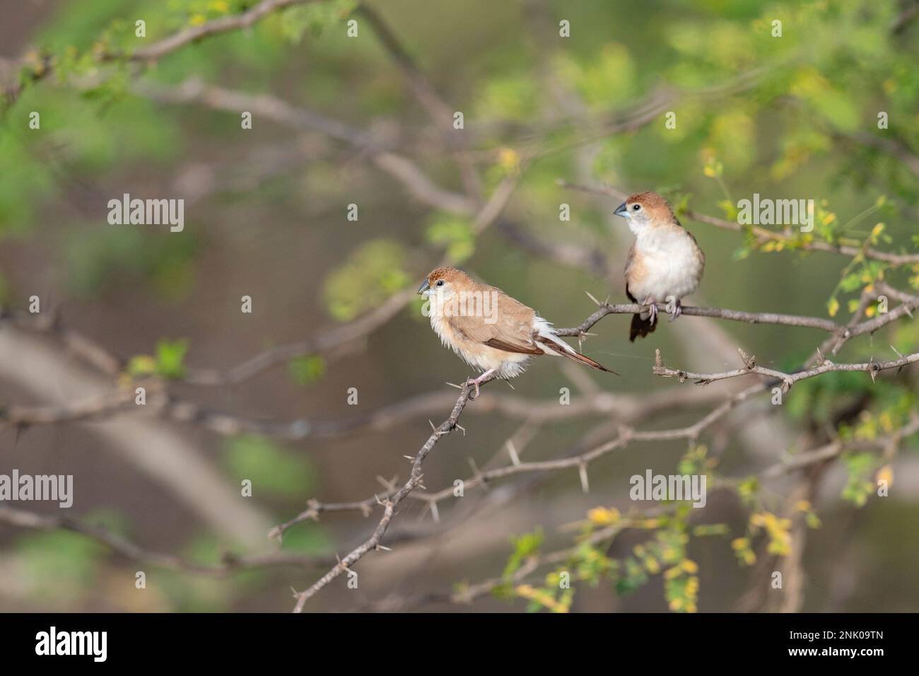 Großer Rann von Kutch, Gujarat, Indien, indischer Silverbill, Lonchura malabarica Stockfoto