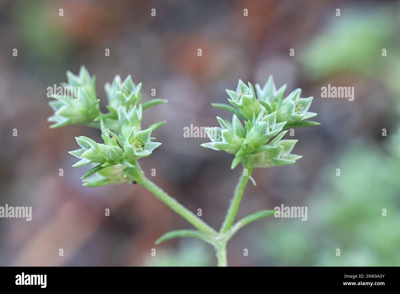 Scleranthus annuus, gemeinhin bekannt als deutscher Knotweed oder Jahresknawel, Wildpflanze aus Finnland Stockfoto