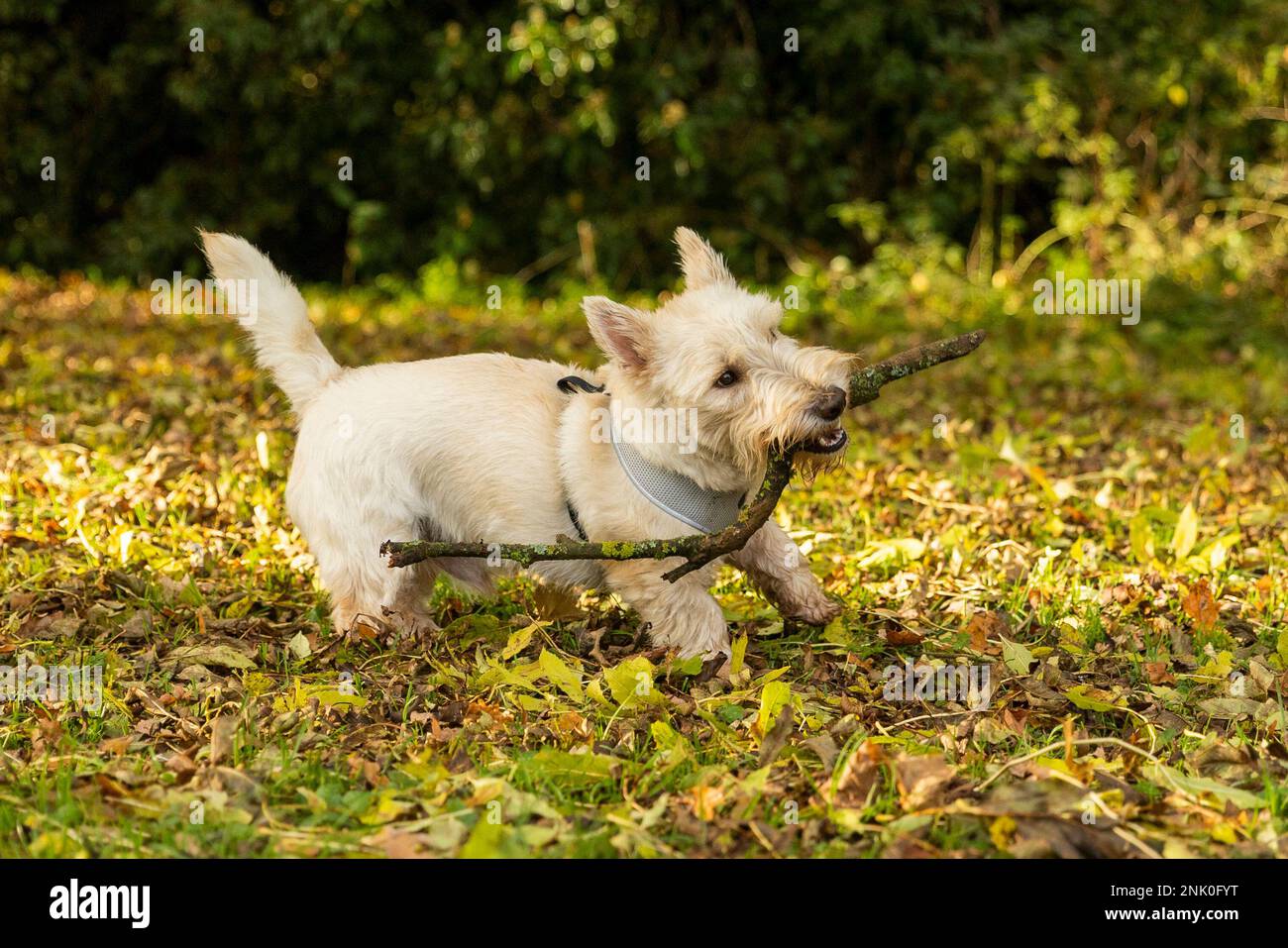 Die Bewohner von Northampton genießen das warme Herbstwetter am frühen Morgen im Abington Park im Stadtzentrum von Northampton. Stockfoto