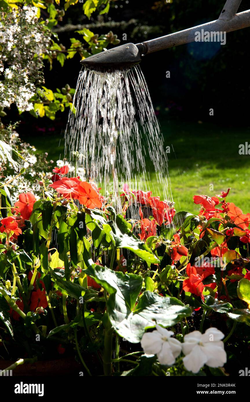 Eine Frau verwendet eine Gießkanne, um rote Begonais in einem Blumenbeet und Töpfen während einer Sommertrockenheit zu gießen Stockfoto