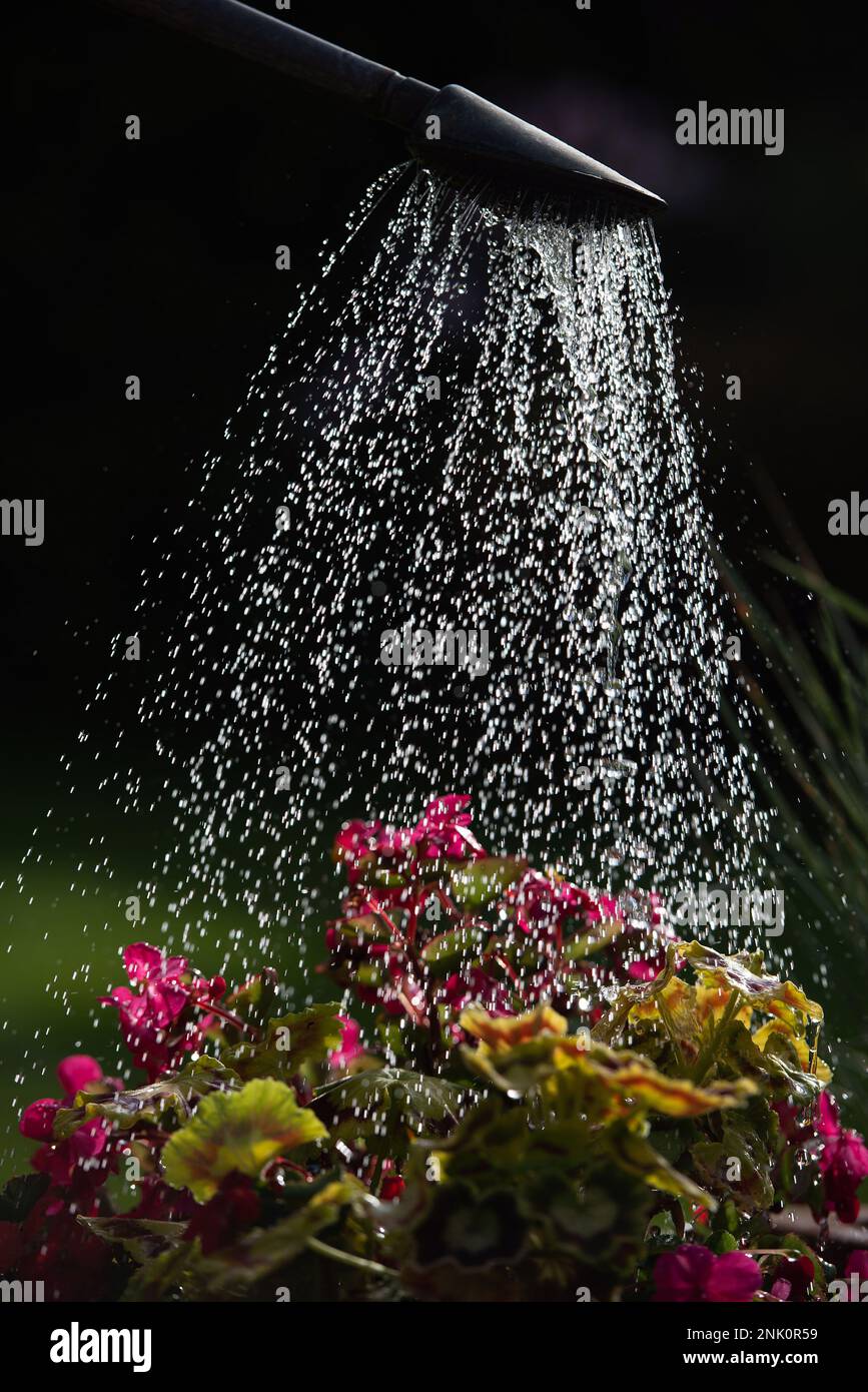 Eine Frau gießt während der Sommertrockenheit rosa Begonais in einem Blumentopf mit einer Gießkanne Stockfoto