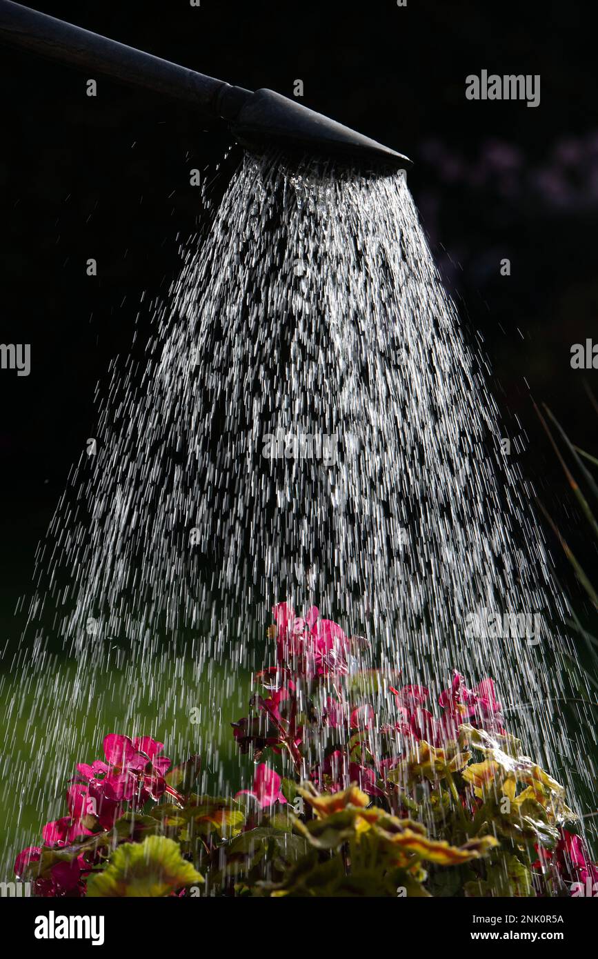 Eine Frau gießt während der Sommertrockenheit rosa Begonais in einem Blumentopf mit einer Gießkanne Stockfoto