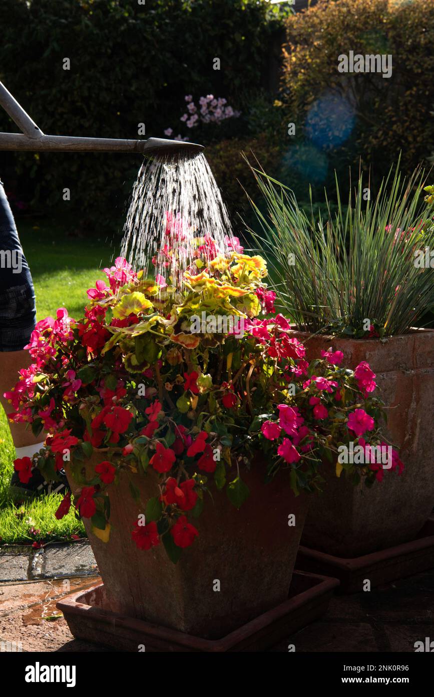 Eine Frau gießt während der Sommertrockenheit rosa Begonais in einem Blumentopf mit einer Gießkanne Stockfoto
