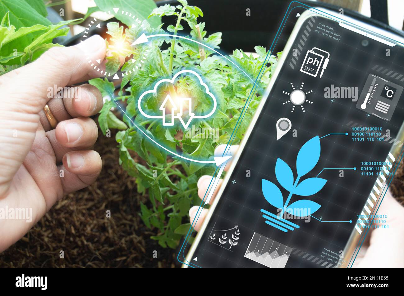 Das Konzept der neuen Landwirtschaft oder der intelligenten Landwirtschaft, der Landwirtschaftstechnologie Stockfoto