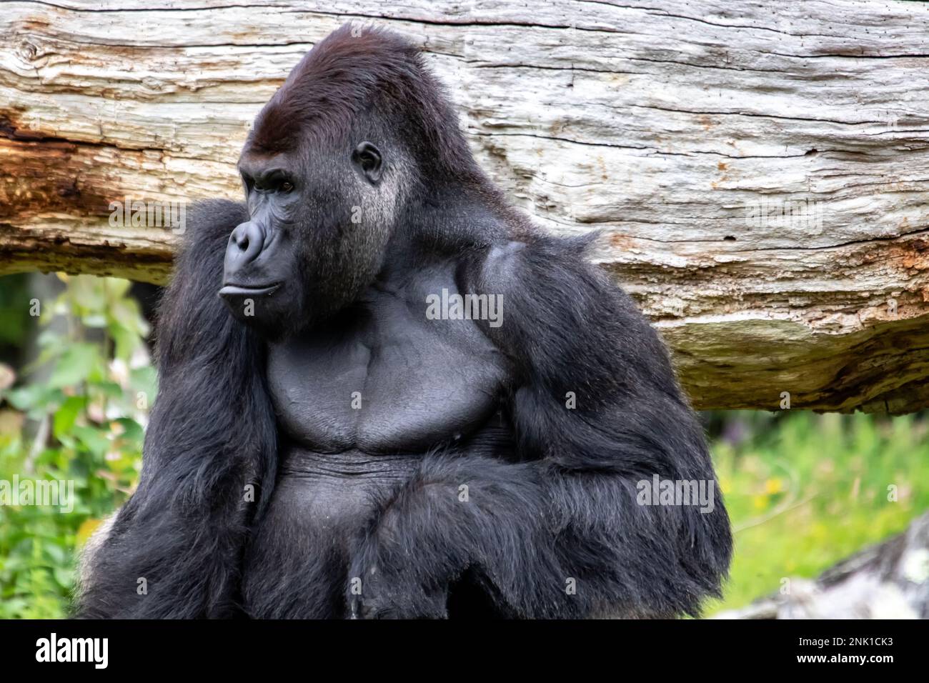Porträt des Flachland-Gorillas von vorne Stockfoto
