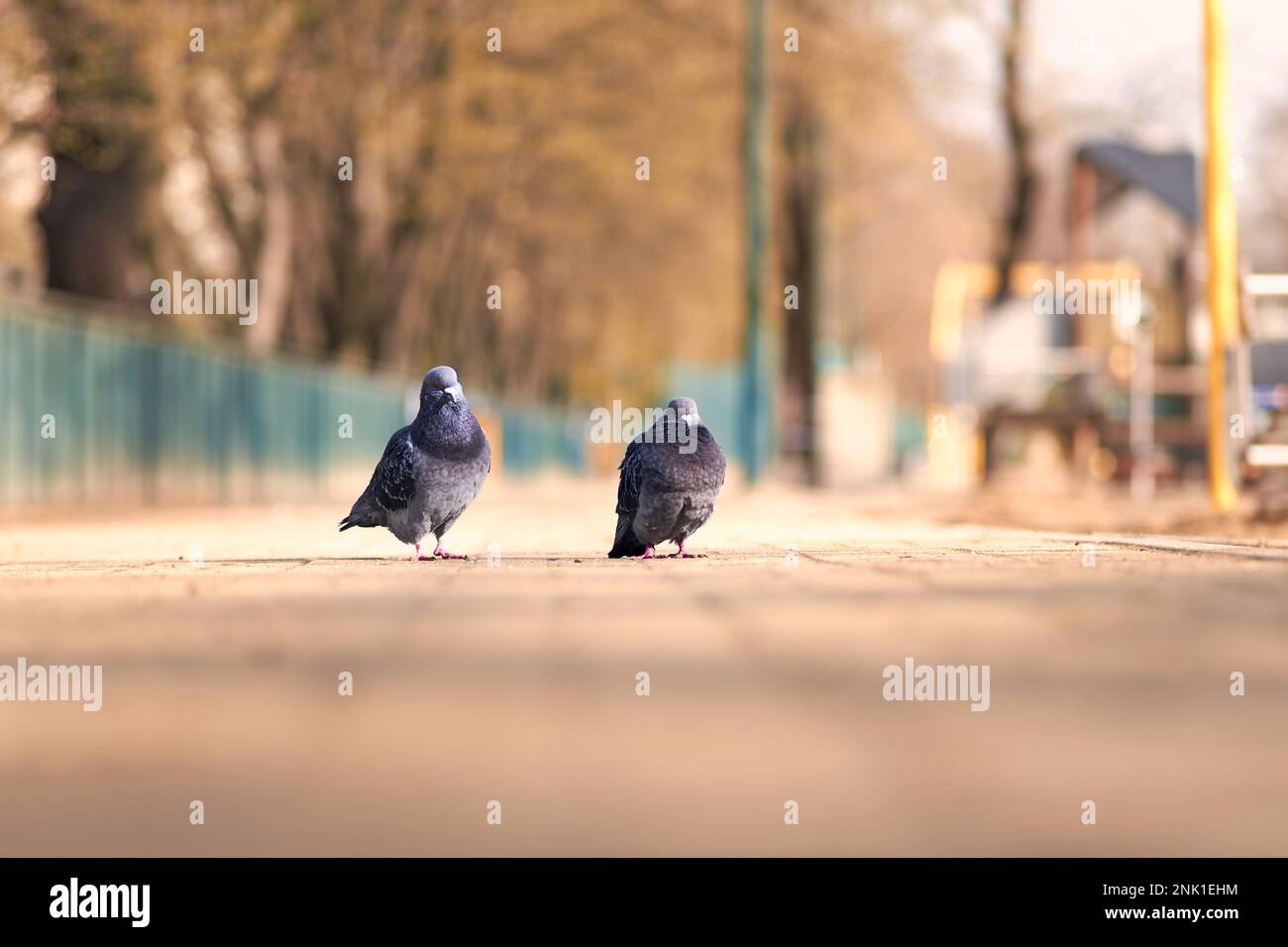 Ein paar Tauben, die an einem sonnigen Tag in einem Stadtpark spazieren gehen. Stockfoto