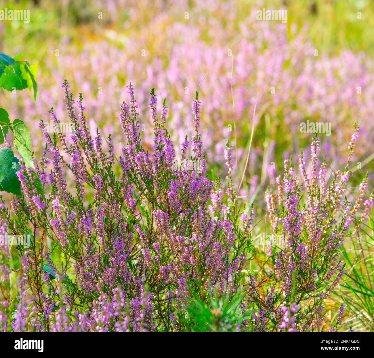 Wilde Heideblumen Stockfoto