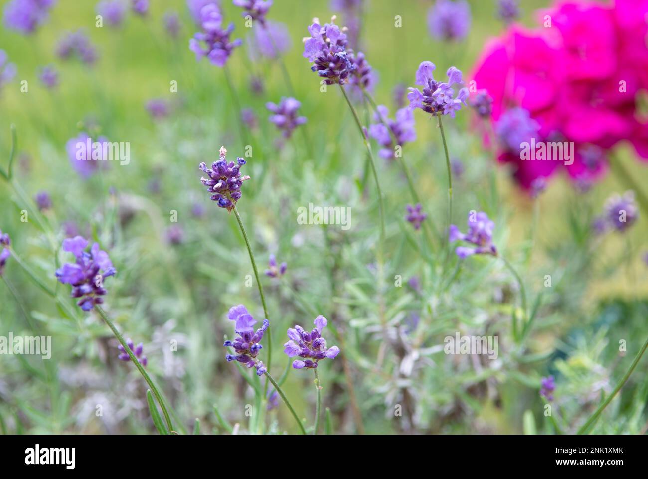 Hidcote Lavendel wächst im Garten mit geringer Feldtiefe und rosa Geranium im Hintergrund Stockfoto