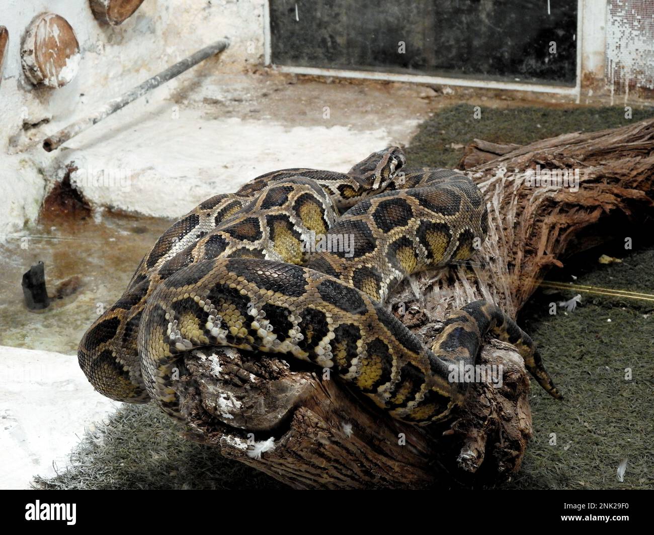 Die indische Python (Python molurus), die in tropischen und subtropischen Regionen des indischen Subkontinents und Südostasiens heimisch ist, wird auch als Schwarzschwanzpython bezeichnet Stockfoto