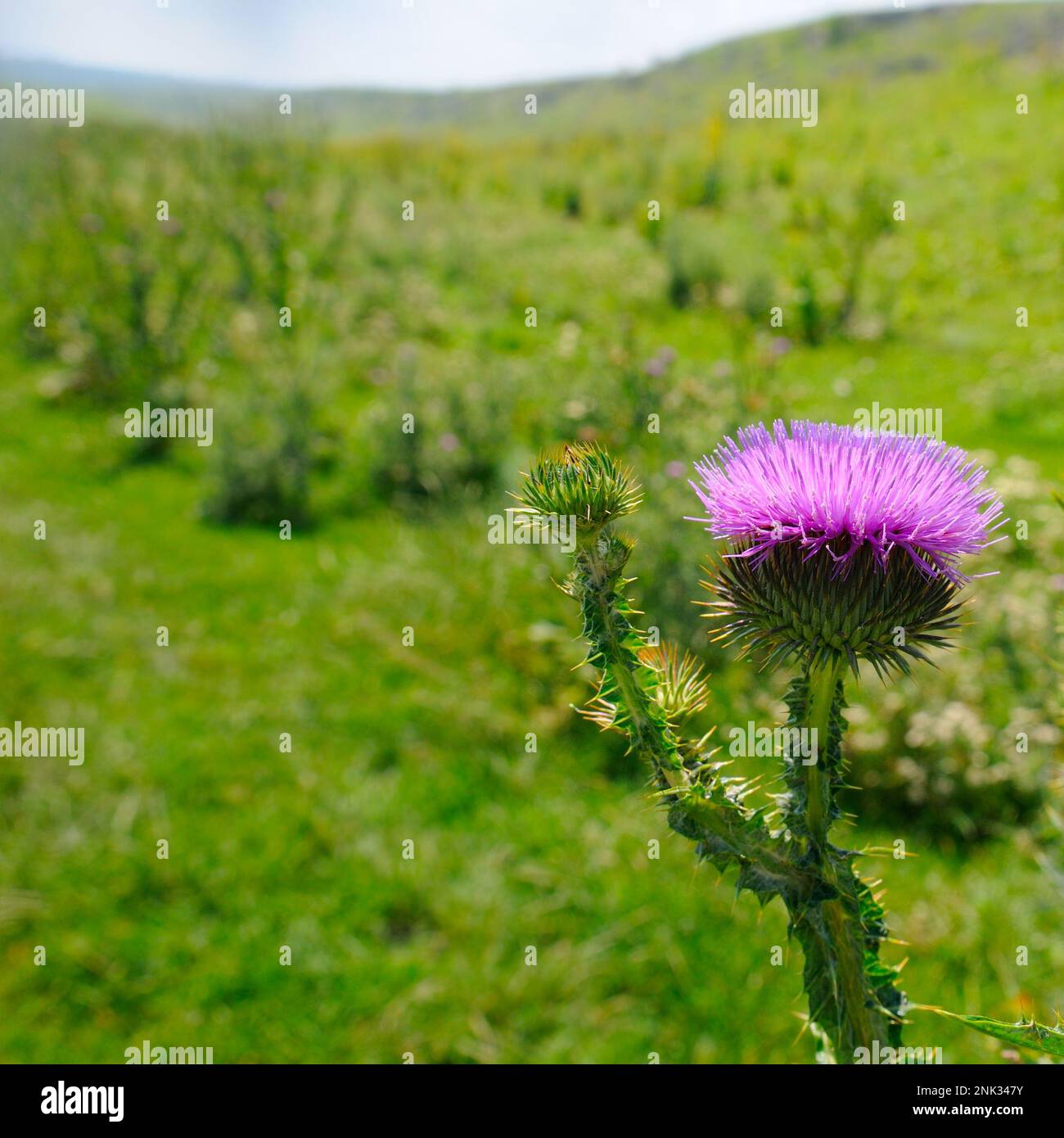 Die Distelblume auf dem Hintergrund eines grünen Feldes. Stockfoto