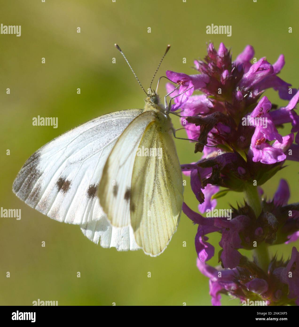 Kohlschmetterling oder großer weißer, pieris brassicae, auf einem wilden Feldblumen Lavendel Stockfoto