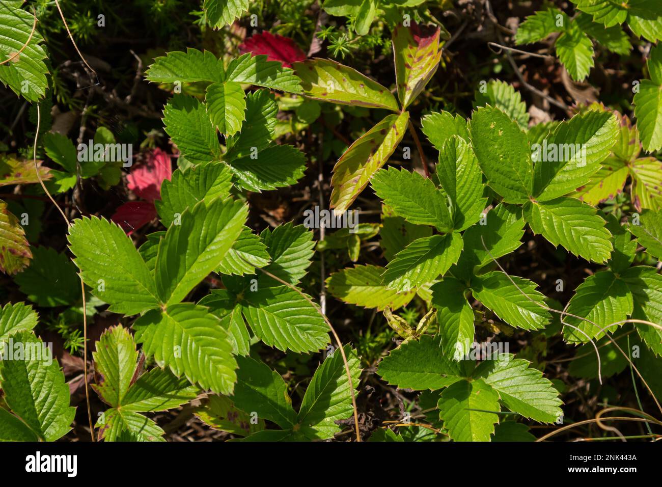 Nahaufnahme der grünen Erdbeerblätter im Garten. Grüne Erdbeerbüsche im Sommer. Selektiver Fokus, verschwommener Hintergrund. Stockfoto