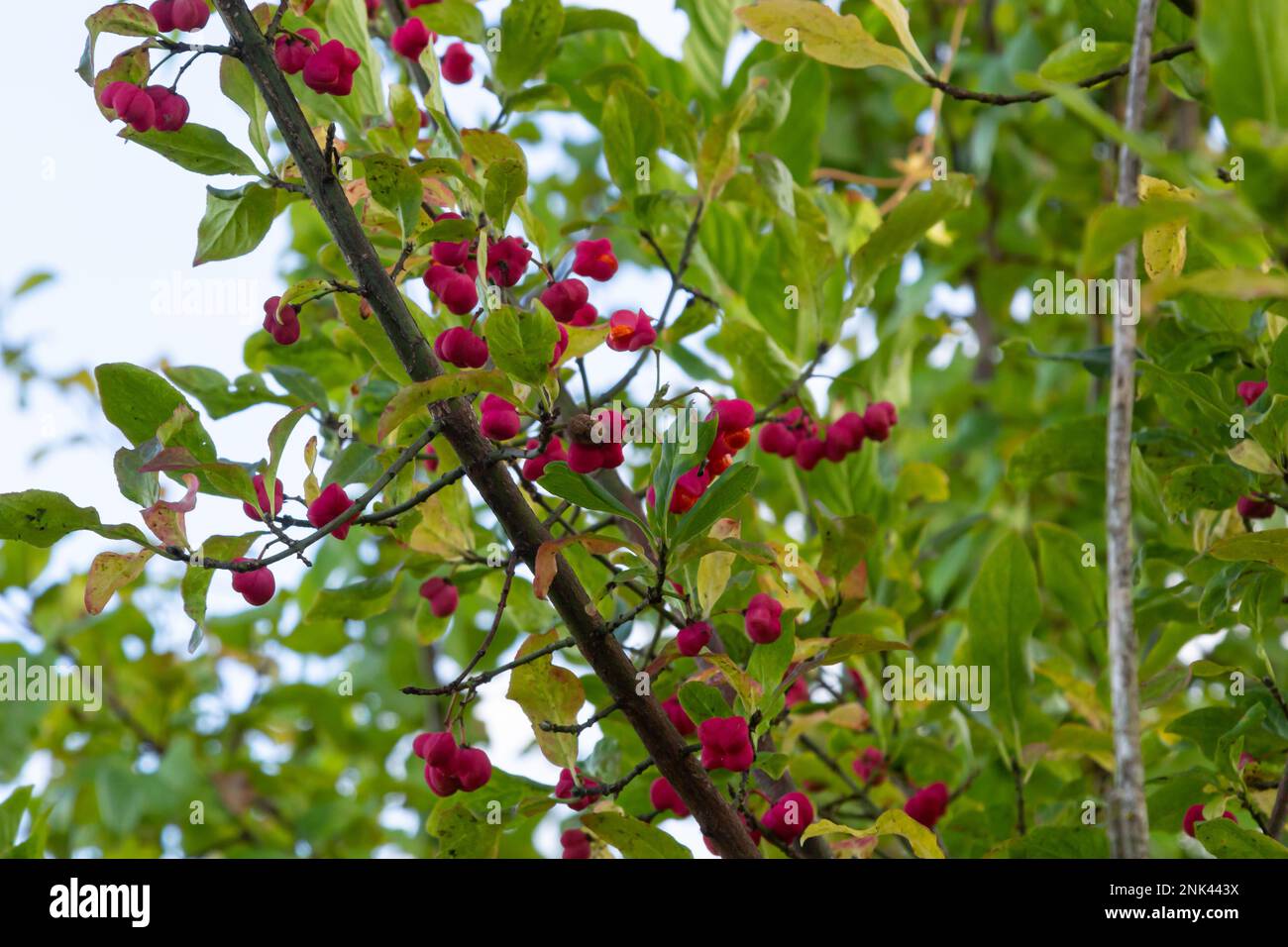 Euonymus europaeus european Common Spindle Capsulular reifende Herbstfrüchte, rot bis violett oder rosa mit Orangensamen, bunten Herbstblättern. Stockfoto