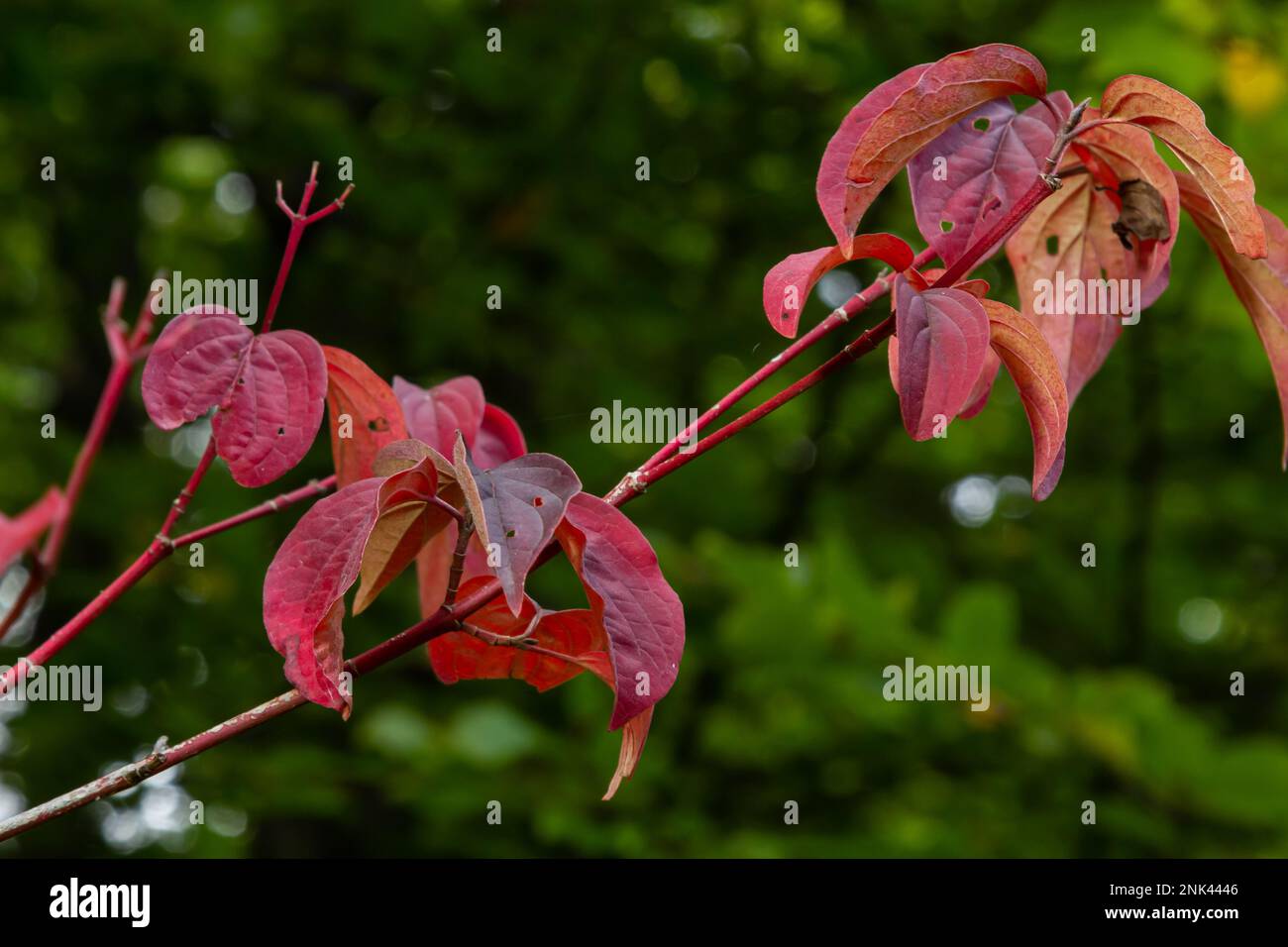 Ein mittelgroßer Laubstrauch mit den wohl intensivsten Winterstämmen von ganz Cornus. Stockfoto
