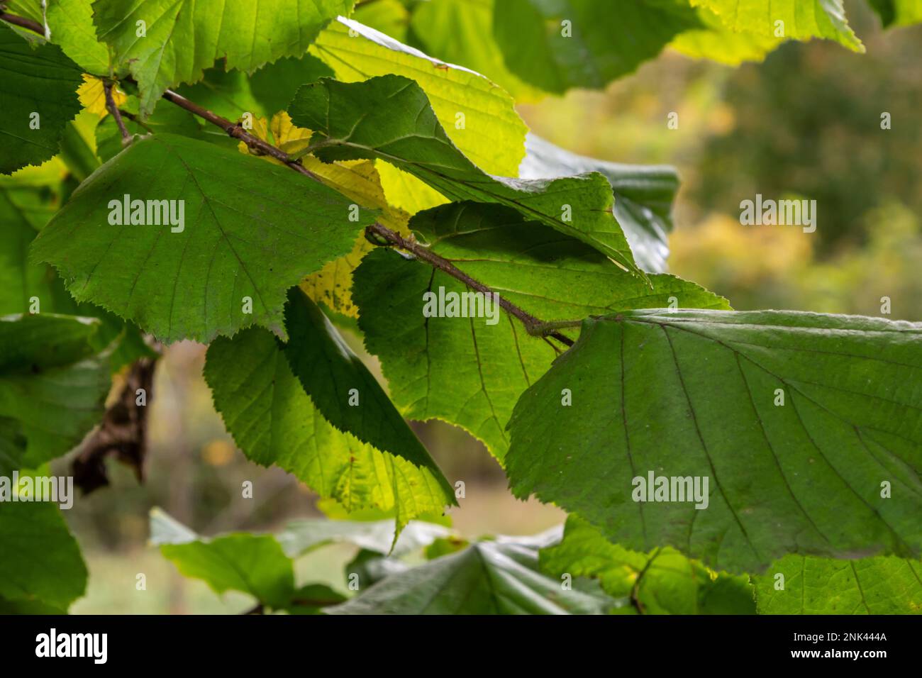 Leuchtend grüne gemeine Haselblätter auf zarten Zweigen mit wunderschöner Hintergrundbeleuchtung in einem Wald. Stockfoto