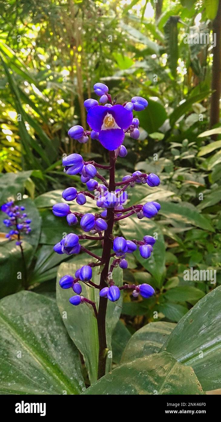 Nahaufnahme einer blauen Ingwerblume, tropisches Grün gestreut im Hintergrund. Stockfoto