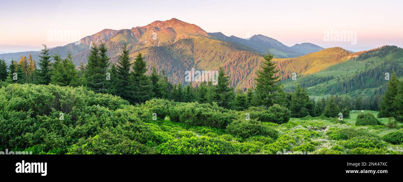 Panorama der Berge mit Tannenwald. Sommerlandschaft bei Sonnenaufgang. Karpaten, Ukraine, Europa Stockfoto