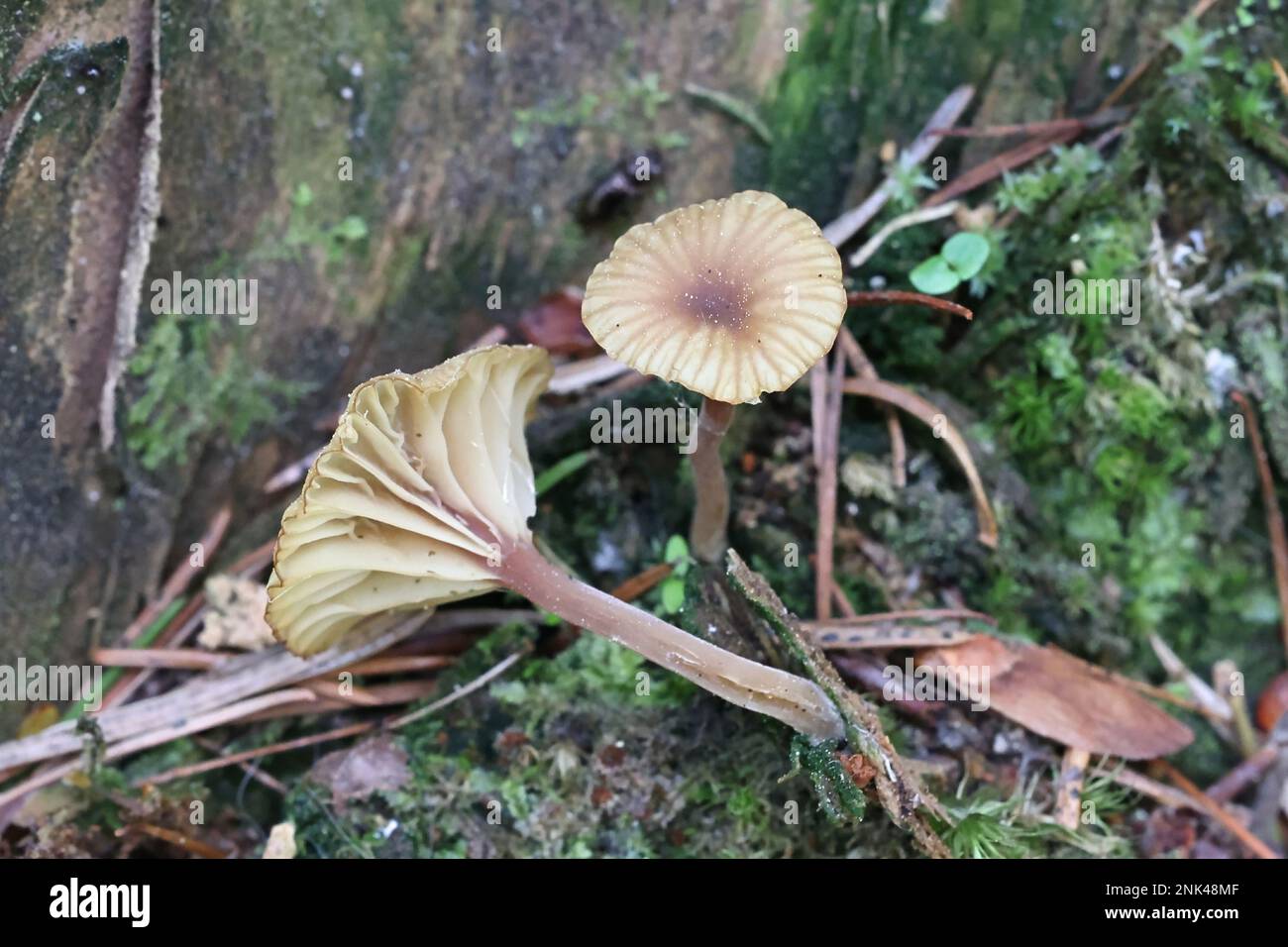 Lichenomphalia lichenized umbellifera, ein Pilz die Heide Bauchnabel oder Flechten Agaric, wilde Pilze aus Finnland genannt Stockfoto