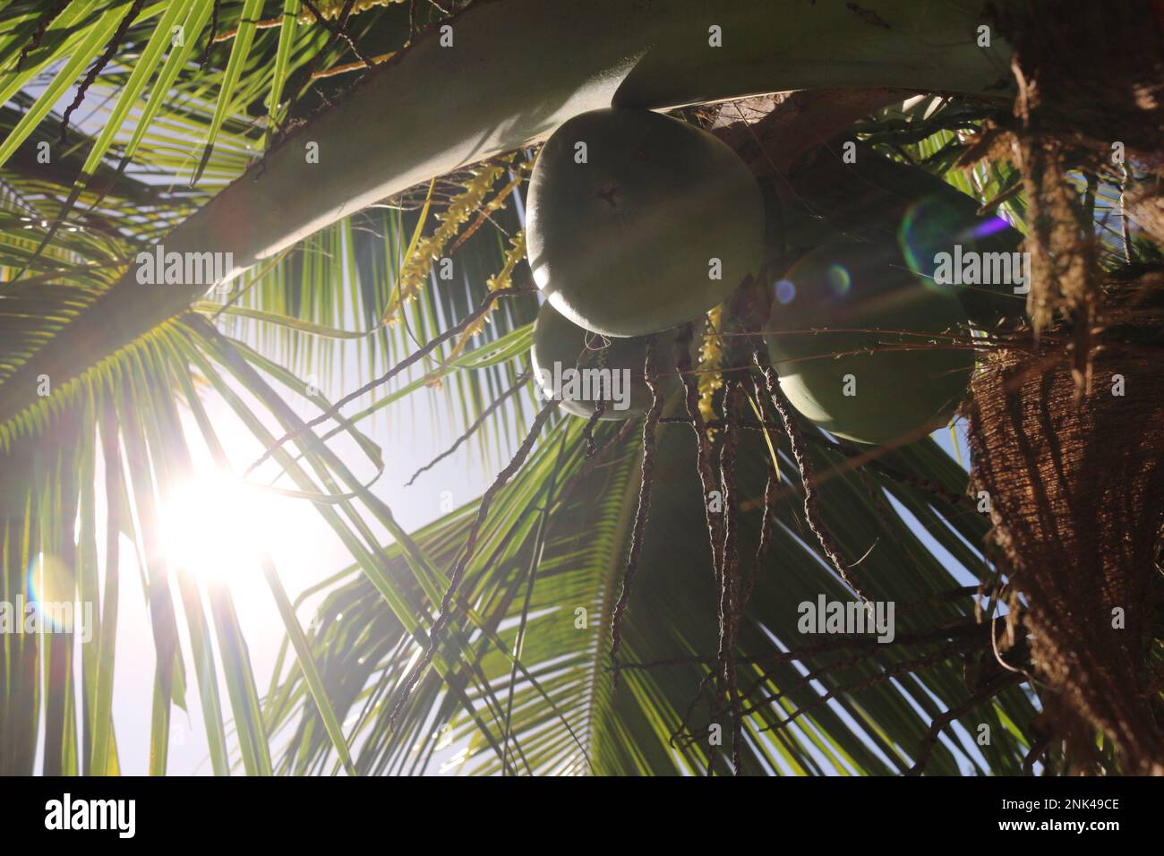 Kokosnüsse auf dem Kokosnussbaum. Sonnenstrahlen bringen Licht und Schatten. Stockfoto