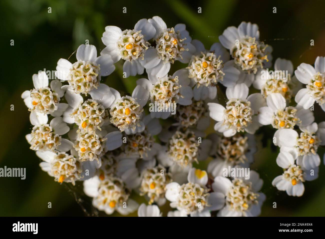 Seepfeil Achillea millefolium Weiße Blüten Nahaufnahme Draufsicht auf grünem, verschwommenem Gras Blumenhintergrund, selektiver Fokus. Medizinisches Wildkraut Yarr Stockfoto