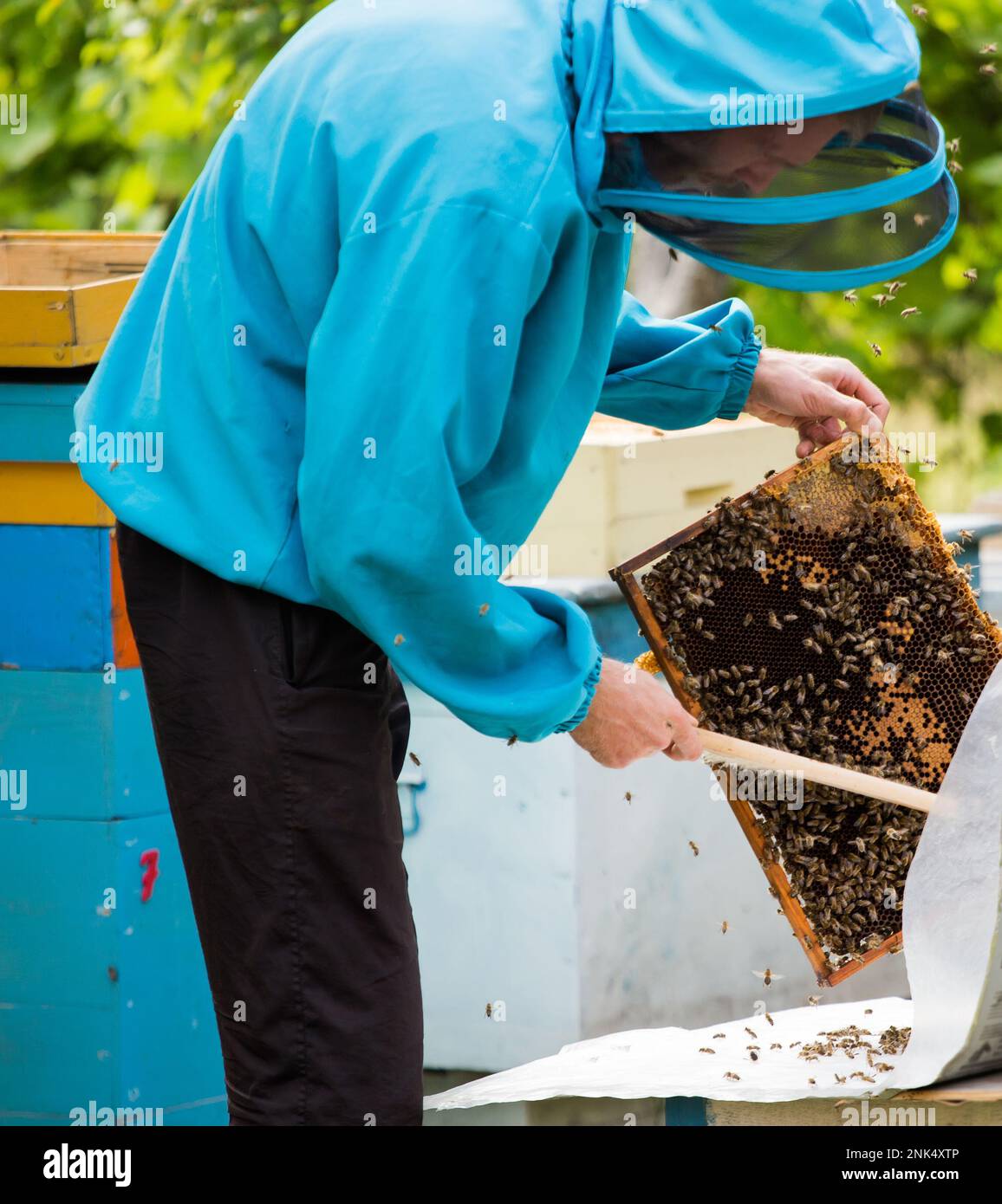 Der Imker schüttelt die Bienen mit dem Rahmen mit einem einzelnen Pinsel, um sie in den Nukleusbehälter zu übertragen. Die künstliche Besamung der Bienenkönigin. Rücknahme der Zuchtzungenbiene Stockfoto