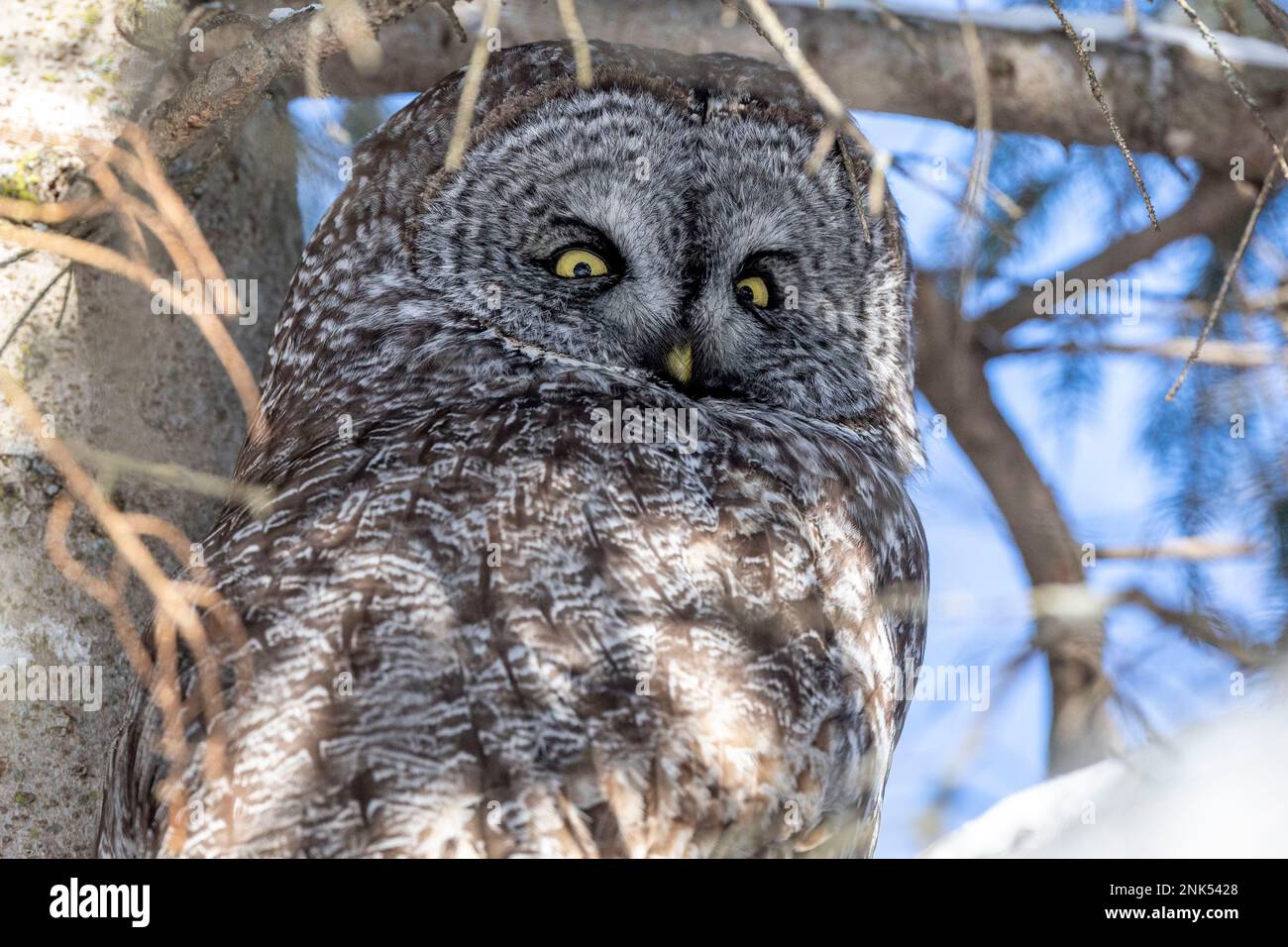 (Ottawa, Kanada---17. Februar 2023) Great Grey Owl Roosting in Ottawa. Stockfoto