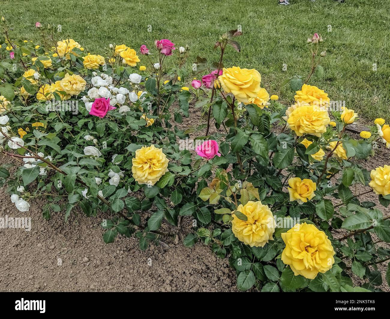 Gelbe, rosa und weiße Rosen Stockfoto
