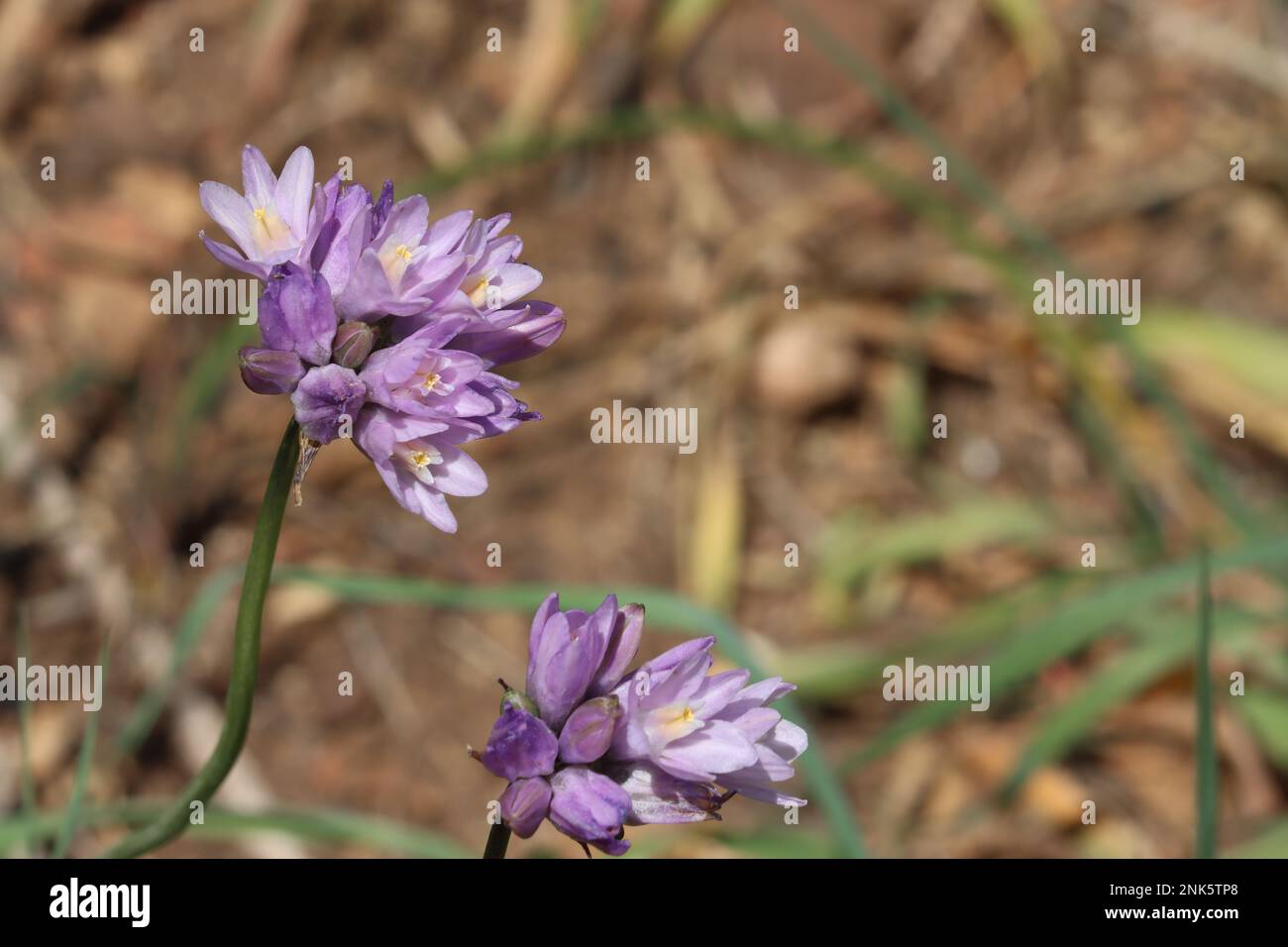 Lila blühende Cymose umbel-Blüten von Dipterostemon capitatus, Asparagaceae, einheimisches ganzjähriges Kraut in den Santa Monica Mountains, Winter. Stockfoto