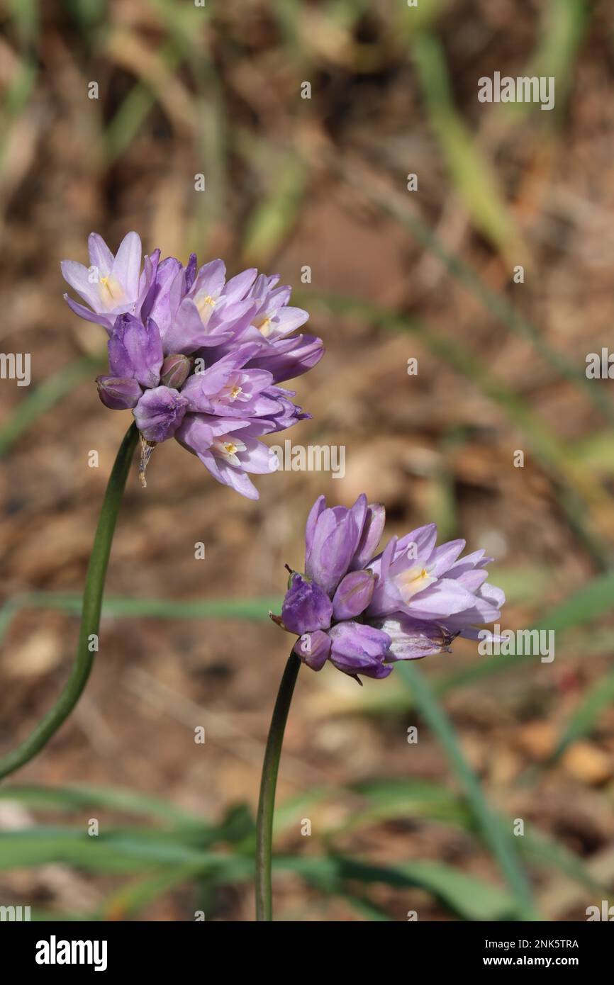 Lila blühende Cymose umbel-Blüten von Dipterostemon capitatus, Asparagaceae, einheimisches ganzjähriges Kraut in den Santa Monica Mountains, Winter. Stockfoto