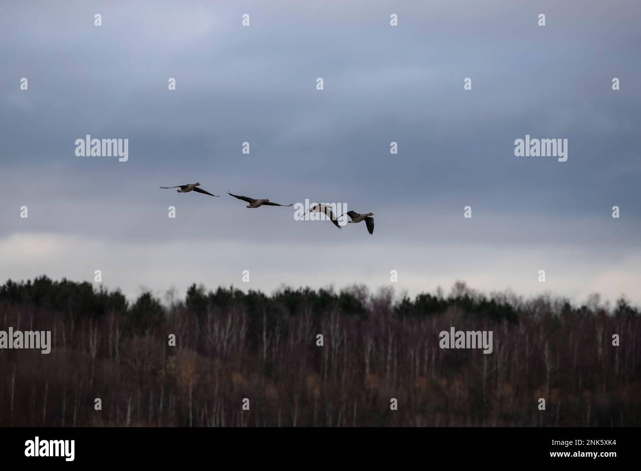 Ein Gestein von Grey Lag Geese Anser fliegt über Bäume im RSPB Old Moor Naturschutzgebiet nahe Barnsley, South Yorkshire UK Stockfoto