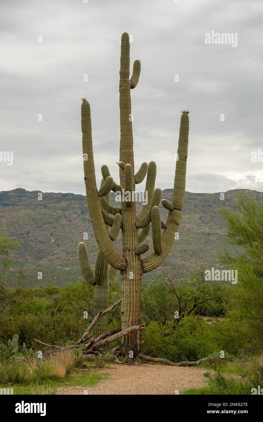 Kakteen im Saguaro East National Park an einem wunderschönen Sommertag Stockfoto