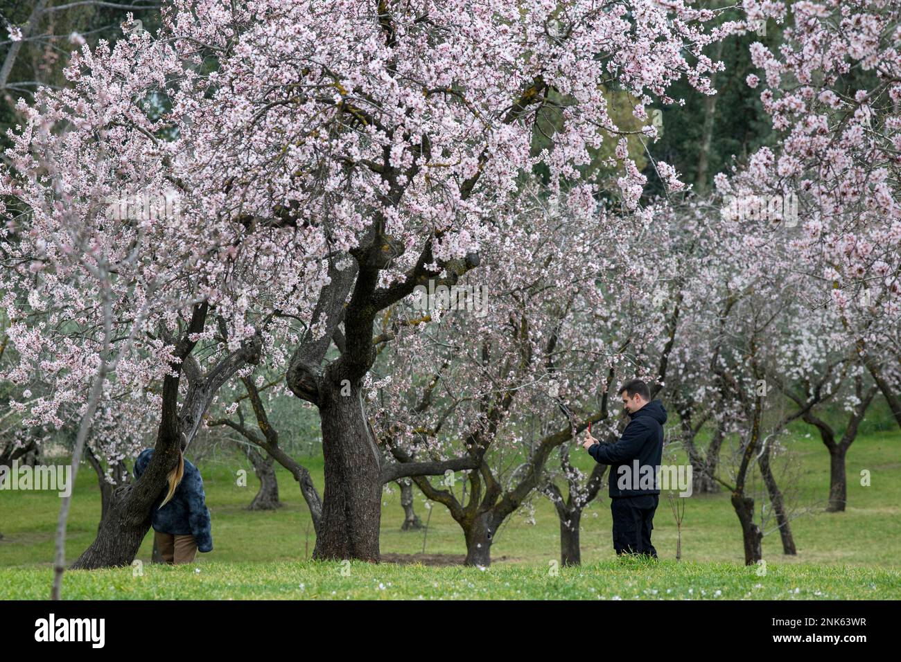 Madrid, Spanien. 23. Februar 2023. Besucher machen Fotos von den blühenden Mandelbäumen in einem Park. Der Quinta de los Molinos Park ist seit 1997 als historischer Park von Madrid klassifiziert und hat etwa 1.500 Mandelbäume, die jedes Jahr in den Monaten Februar und März, Anfang Frühling, blühen. (Foto: Luis Soto/SOPA Images/Sipa USA) Guthaben: SIPA USA/Alamy Live News Stockfoto