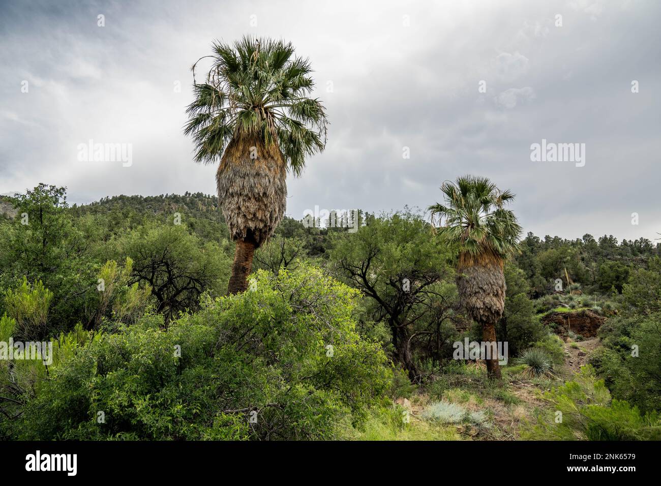 Salt River Canyon in Arizona, USA Stockfoto