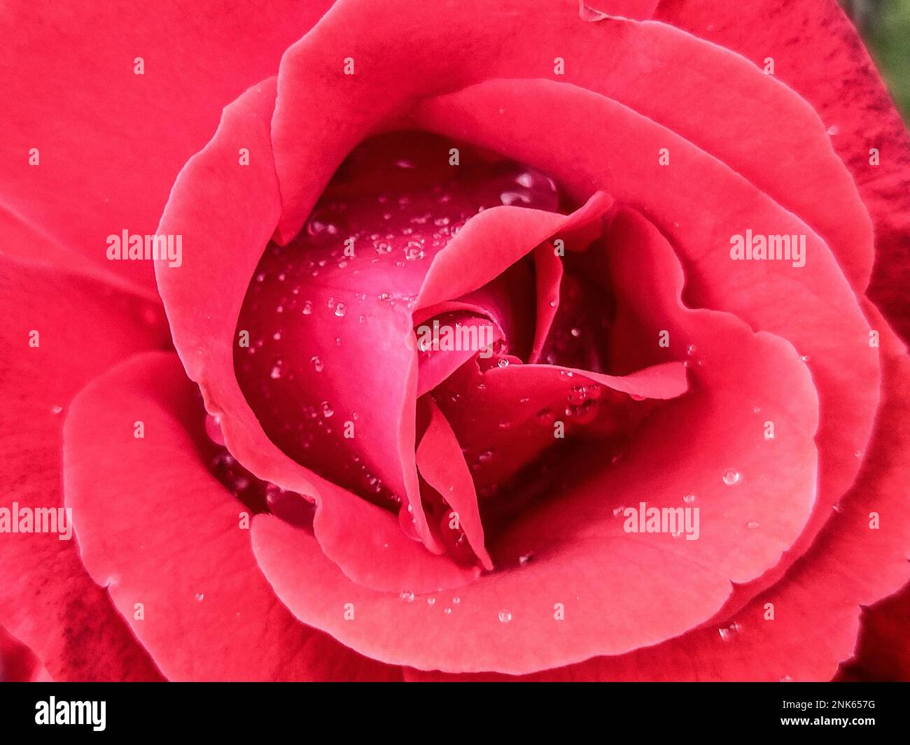 Rote Rose mit Wassertropfen nach Regen - Blumenkonzept Stockfoto