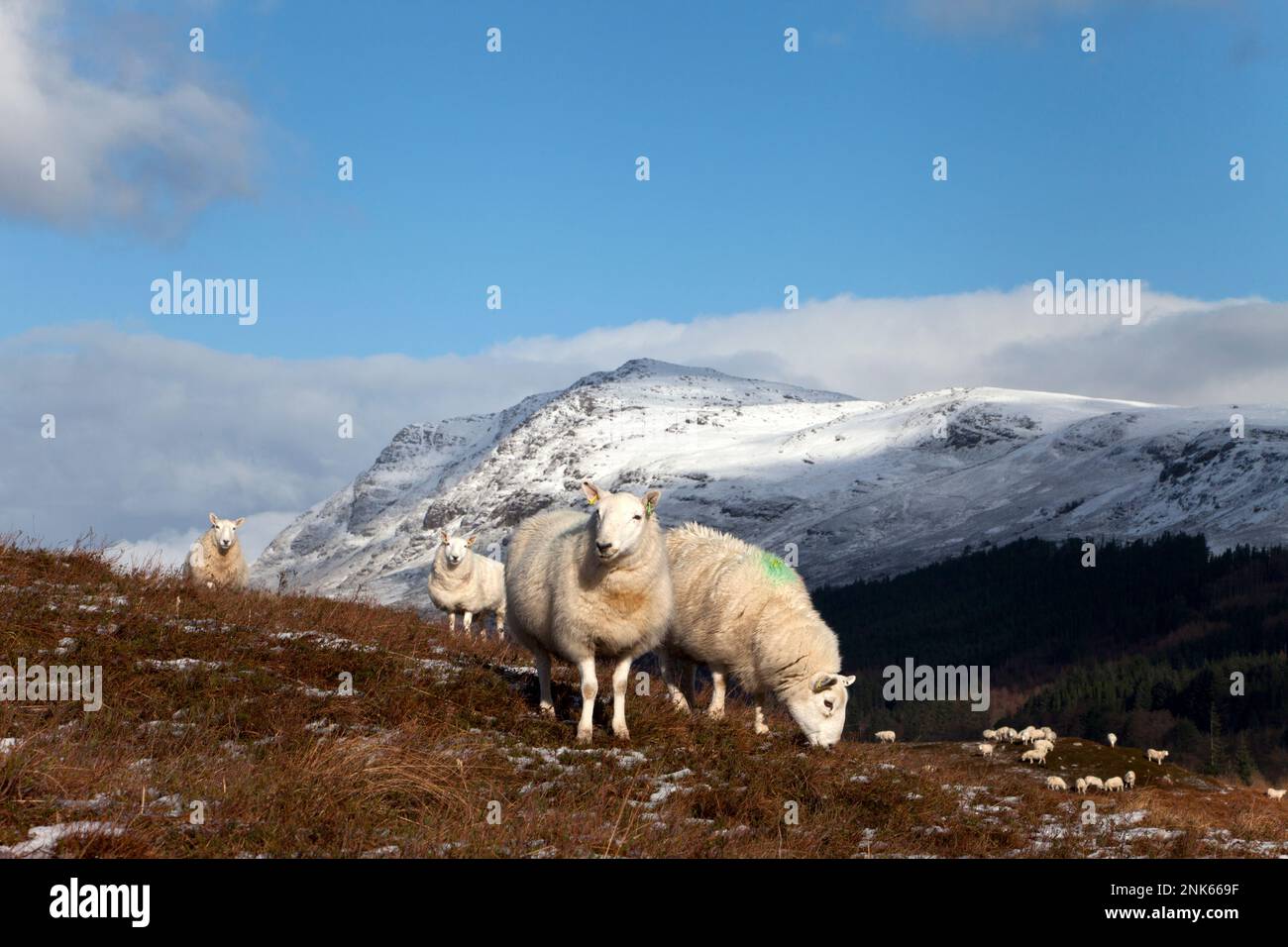 Schafe auf einem Hügel bei Dundonnell im westlichen Hochland Schottlands. Stockfoto