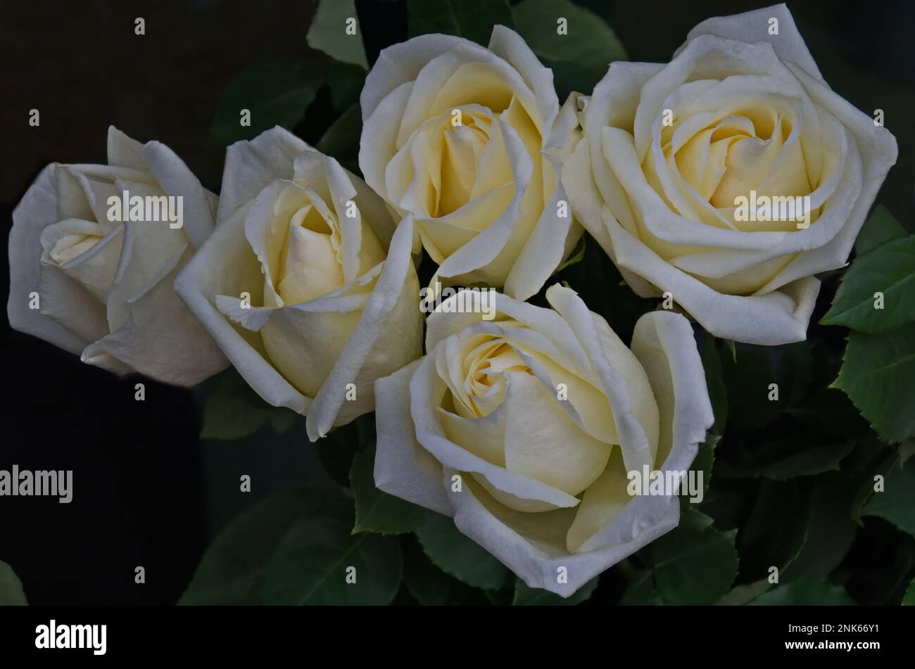 Als Geschenk verpackter Strauß weißer Rosen mit Blättern, Sofia, Bulgarien Stockfoto