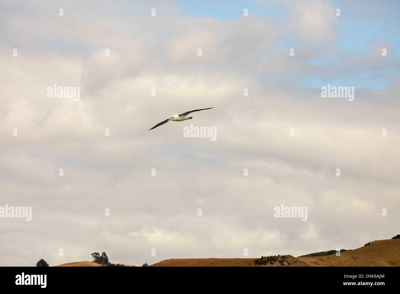 Bullers Albatross im Flug über Ortago Harbour auf der Südinsel Neuseelands. Stockfoto