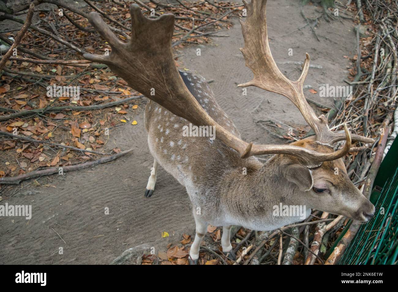 Männliches Reh mit großem Geweih im Zoo Stockfoto