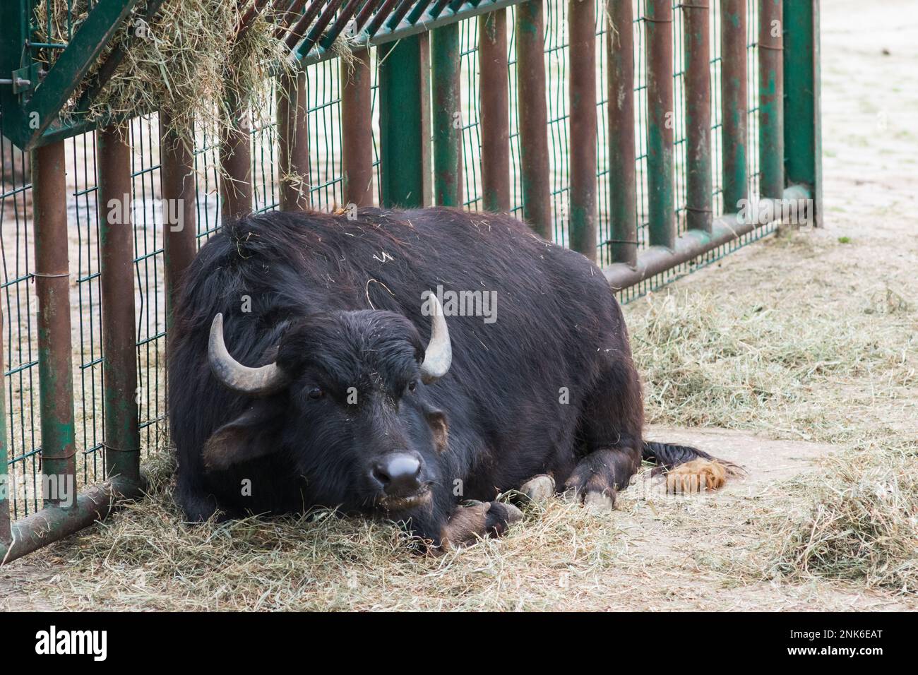 Der schwarze Büffel liegt im Zoo Stockfoto