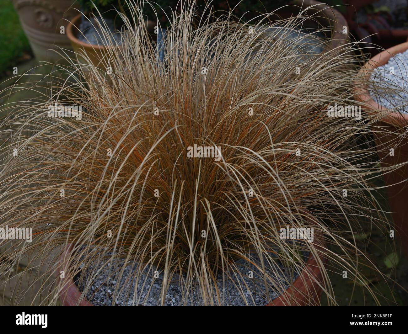 Verengung von langem, bogenförmigem Stroh wie Blätter des Ziergrases Carex festucacea oder Schwingelkeil. Stockfoto