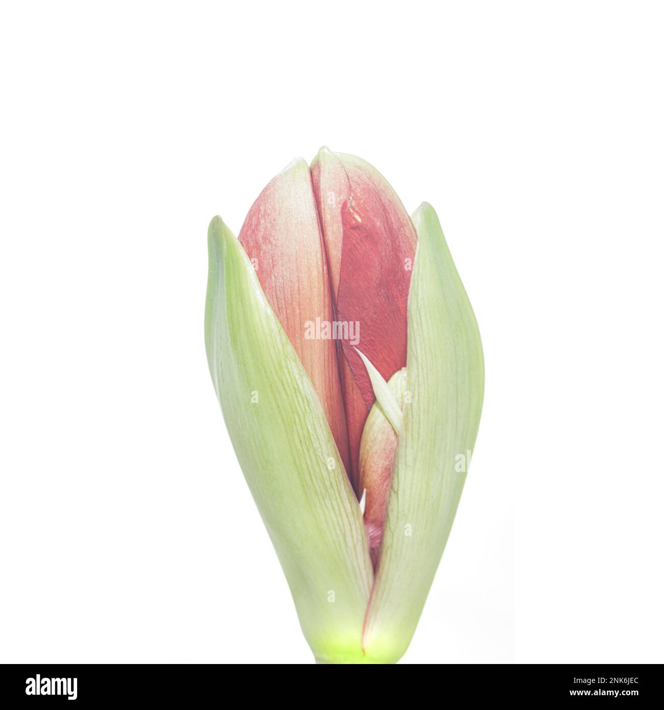 Ein quadratisches Foto einer angehenden roten Amarillus-Blume vor weißem Hintergrund Stockfoto