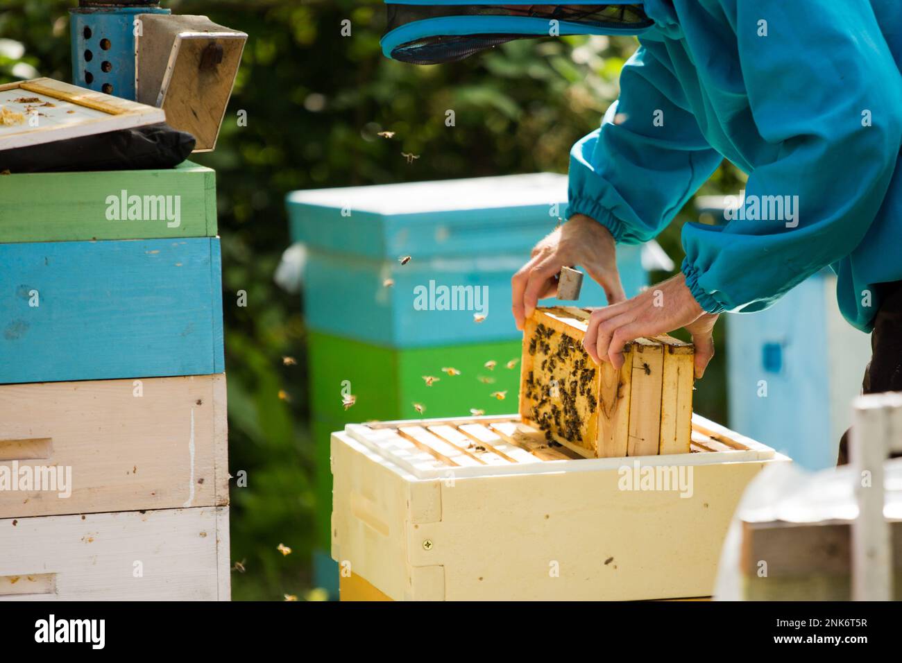Der Imker zieht 3 Rahmen aus dem Bienenstock. Ersetzen von Rahmen in der Bienenfamilie. Stockfoto