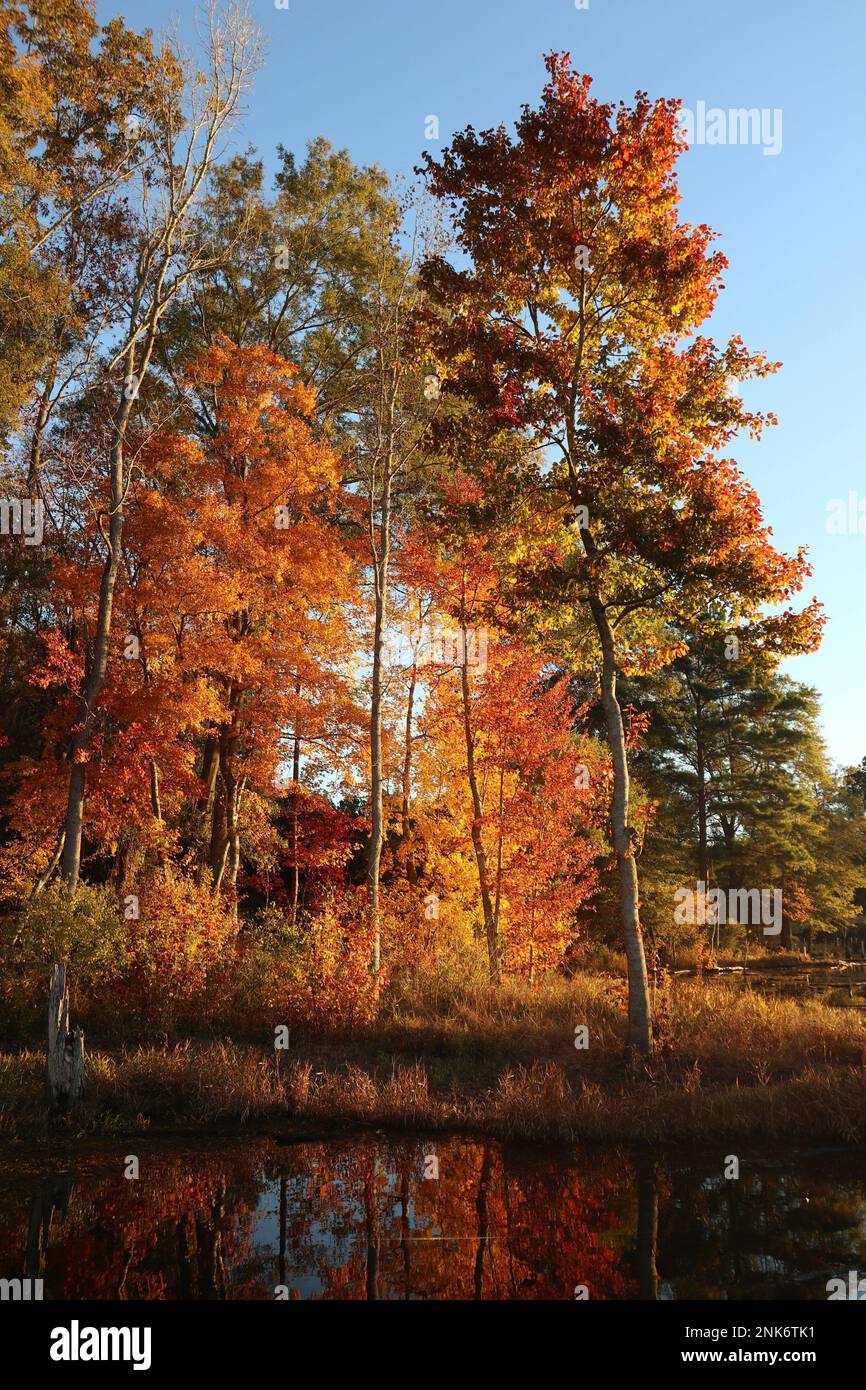 Lake Naconiche Stockfoto