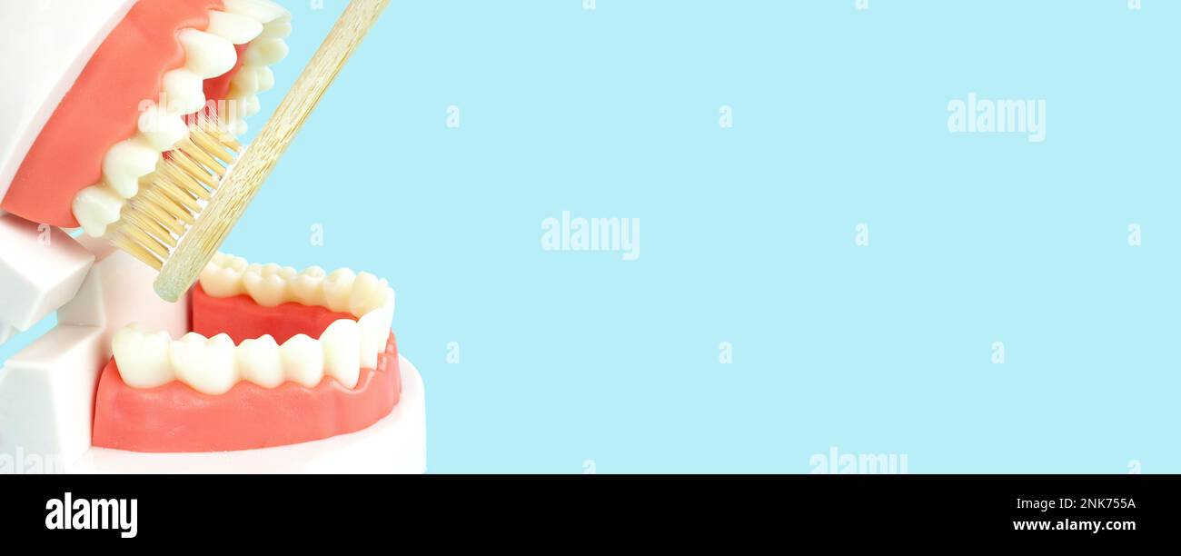 Zahnzähne Modellprothesen und hölzerne Zahnbürste auf blauem Hintergrund, Nahaufnahme Modell des Kiefers wird verwendet, um zu zeigen, wie menschliche Zähne und Kiefer sauber sind. Stockfoto