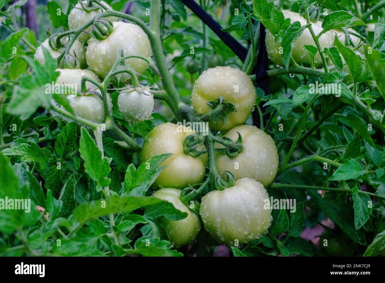 Grüne Tomaten auf einem Zweig. Feuchtigkeit auf der Frucht. Die Gefahren von phytophthora Stockfoto