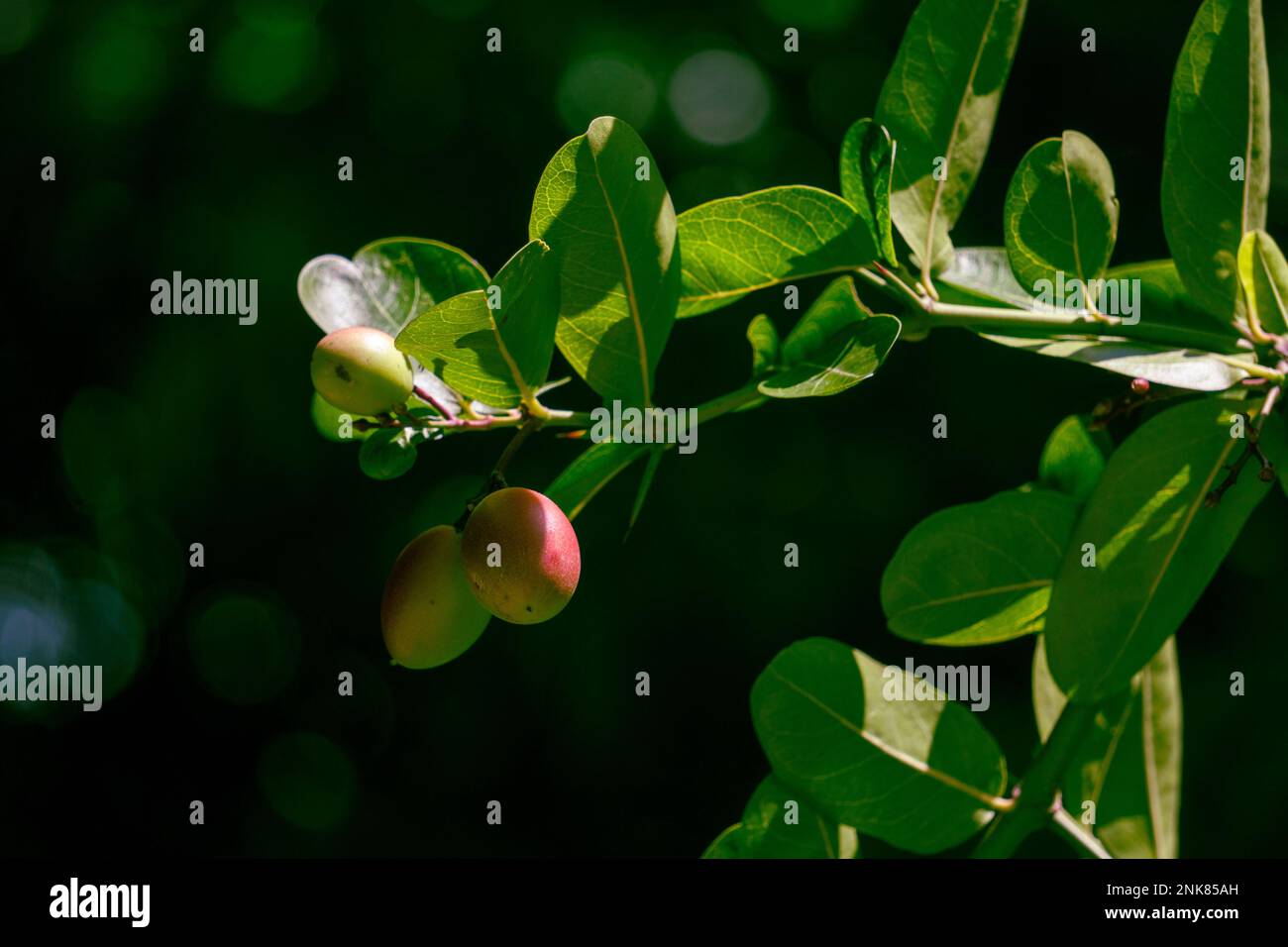 Bengale Johannisbeeren, Christi Thorn, tropische Carissa carandas, Carunda, Karonda Samen reif auf dem Baum, es ist eine Pflanze voller Antioxidantien. Stockfoto