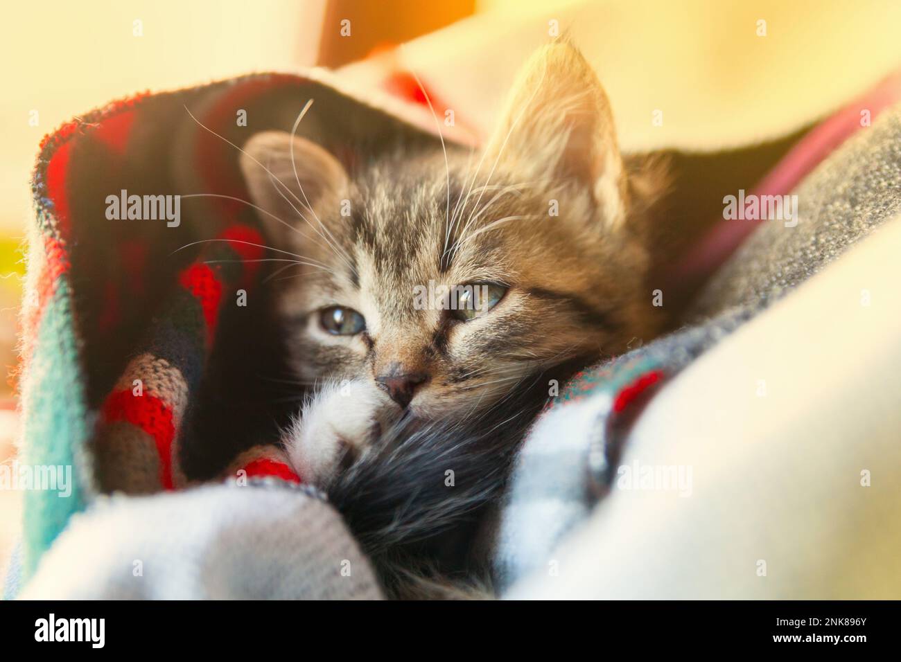 Kleines Kätzchen mit gemischter Rasse unter grauem und rotem Wollkaromuster. Haustierpflege- und Adoptionskonzept. Nahaufnahme, selektiver Fokus. Stockfoto