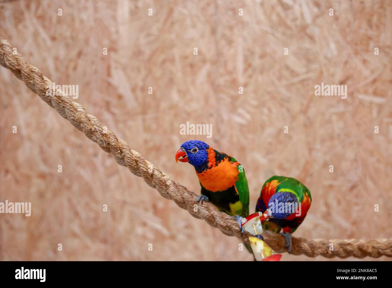 Zwei bunte Papageien sitzen auf einem Seil vor einem verschwommenen Hintergrund Stockfoto